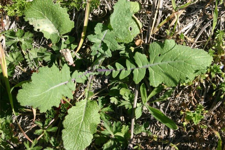 Wild turnip